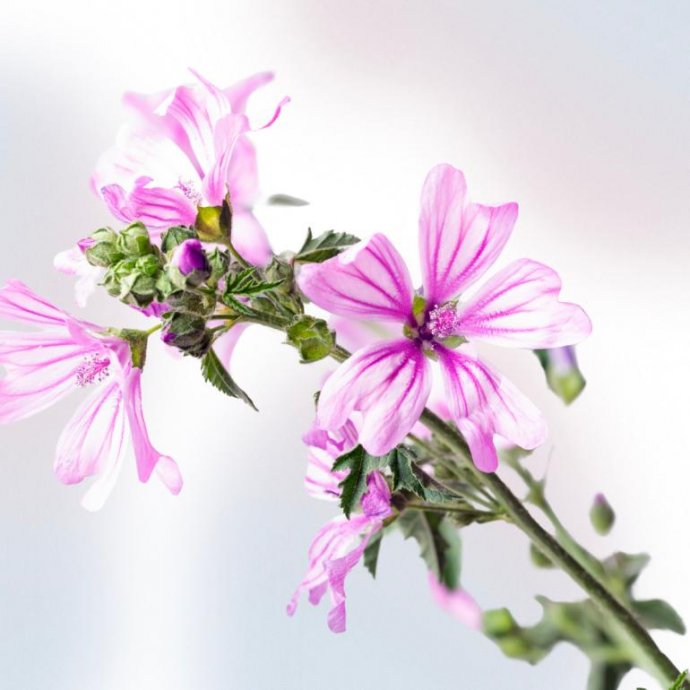 Extracto de Malva BIO