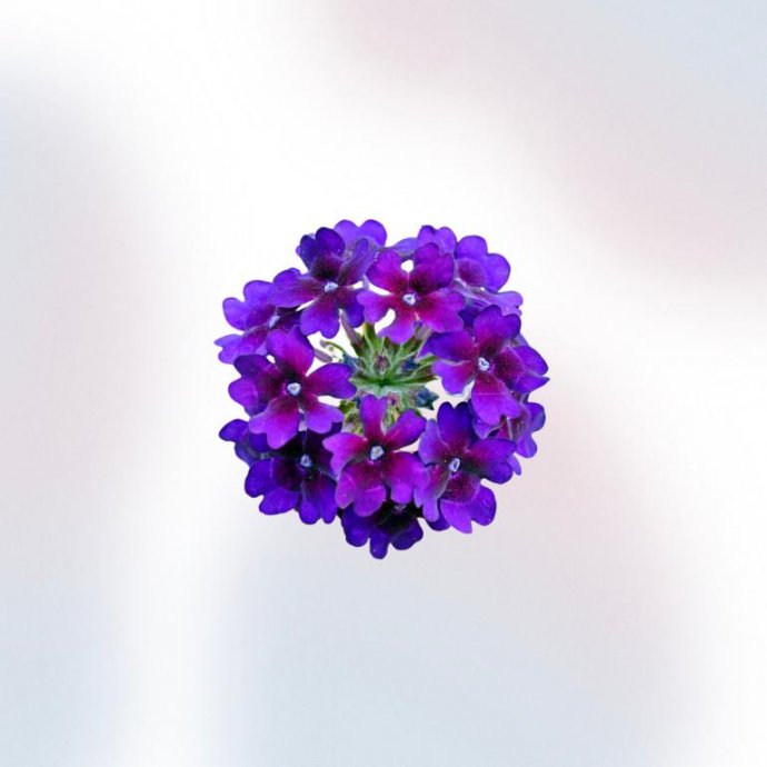 Extracto de Verbena Olorosa BIO