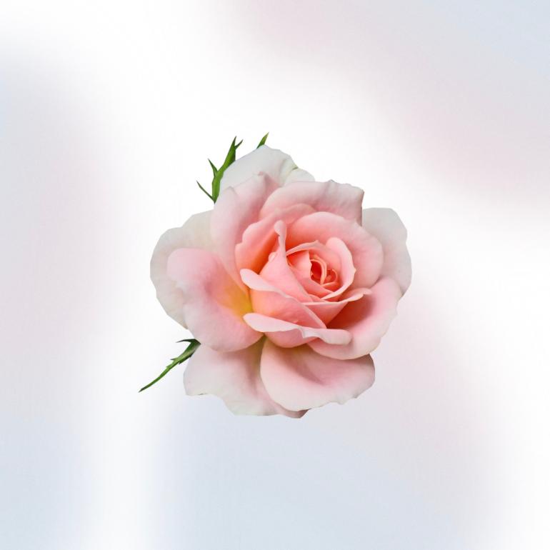 Extrato de Rosa BIO